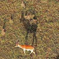 Buy canvas prints of Gazelle on Serengeti by Tony Murtagh