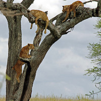 Buy canvas prints of Lions climbing tree by Tony Murtagh