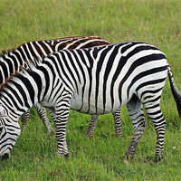 Buy canvas prints of Pair of Zebra by Tony Murtagh