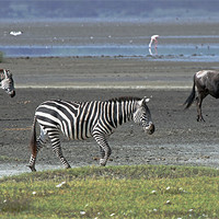 Buy canvas prints of Zebra and Wildebeest by Tony Murtagh