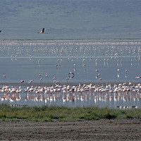 Buy canvas prints of Flamingos in Ngorongoro Crater Tanzania. by Tony Murtagh