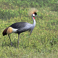 Buy canvas prints of Grey crowned crane by Tony Murtagh