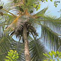 Buy canvas prints of Coconut palm by Tony Murtagh