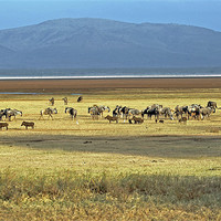 Buy canvas prints of Wildebeest on Lake Manyara by Tony Murtagh