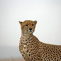 Buy canvas prints of Cheetah in Serengeti. by Tony Murtagh