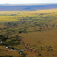 Buy canvas prints of Serengeti Landscape by Tony Murtagh
