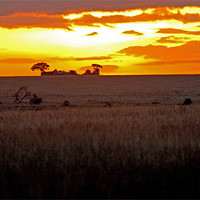 Buy canvas prints of Serengeti Dawn by Tony Murtagh