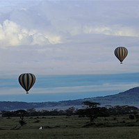 Buy canvas prints of Balloons above Serengeti. by Tony Murtagh