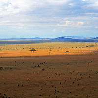 Buy canvas prints of Serengeti landscape by Tony Murtagh