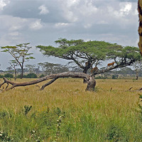 Buy canvas prints of Serengeti Landscape with lions by Tony Murtagh