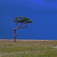 Buy canvas prints of Tree on Serengeti by Tony Murtagh