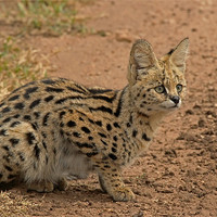 Buy canvas prints of Serval Wild Cat by Tony Murtagh