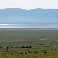 Buy canvas prints of Wildebeest in Ngorongoro Crater by Tony Murtagh