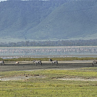 Buy canvas prints of Zebra at Ngorongoro by Tony Murtagh