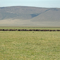 Buy canvas prints of Buffalo Herd by Tony Murtagh
