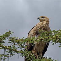 Buy canvas prints of Tawny Eagle by Tony Murtagh