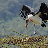 Buy canvas prints of Marabou stork by Tony Murtagh