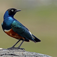 Buy canvas prints of Superb Starling by Tony Murtagh