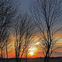 Buy canvas prints of Trees at sunset by Tony Murtagh