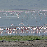 Buy canvas prints of Flamingos on Lake Magadi by Tony Murtagh
