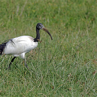 Buy canvas prints of Sacred Ibis by Tony Murtagh