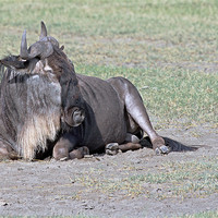 Buy canvas prints of Wildebeest Resting by Tony Murtagh