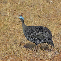 Buy canvas prints of Helmeted guinea fowl by Tony Murtagh