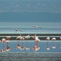 Buy canvas prints of Flamingo on Lake Nakuru by Tony Murtagh