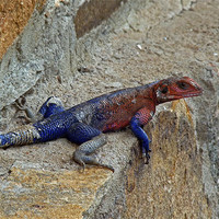 Buy canvas prints of Agama lizard by Tony Murtagh
