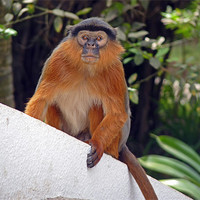 Buy canvas prints of Red Colobus Monkey by Tony Murtagh