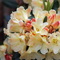 Buy canvas prints of Rhododendron Nancy Evans by Tony Murtagh
