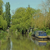 Buy canvas prints of Trees alongside Oxford Canal by Tony Murtagh