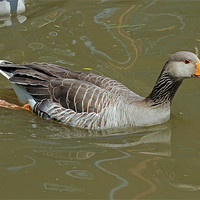 Buy canvas prints of Greylag Goose by Tony Murtagh