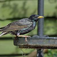 Buy canvas prints of Starling on bird feeder by Tony Murtagh