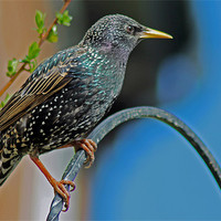 Buy canvas prints of Starling Perched In Garden by Tony Murtagh