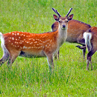 Buy canvas prints of Fallow deer by Tony Murtagh