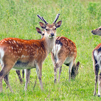 Buy canvas prints of Fallow Deer by Tony Murtagh