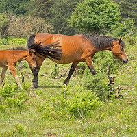 Buy canvas prints of New Forest Pony and Foal by Tony Murtagh