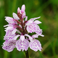 Buy canvas prints of Heath Spotted Orchid by Tony Murtagh