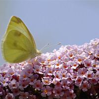 Buy canvas prints of Butterfly on Buddleia by Tony Murtagh