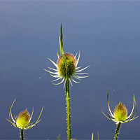 Buy canvas prints of Trio of Teasels by Tony Murtagh