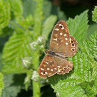 Buy canvas prints of Speckled Wood Butterfly by Tony Murtagh