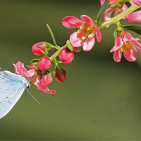 Buy canvas prints of A Small Blue Butterfly by Tony Murtagh