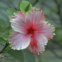 Buy canvas prints of Pink Hibiscus by Tony Murtagh