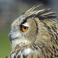 Buy canvas prints of European Eagle Owl by Tony Murtagh