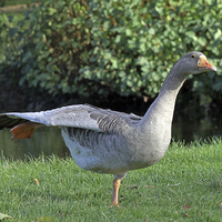 Buy canvas prints of Pink footed goose by Tony Murtagh