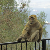 Buy canvas prints of Barbary Macaque by Tony Murtagh