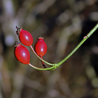 Buy canvas prints of Rose hips by Tony Murtagh