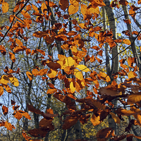 Buy canvas prints of Autumn leaves by Tony Murtagh