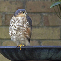 Buy canvas prints of Sparrowhawk by Tony Murtagh